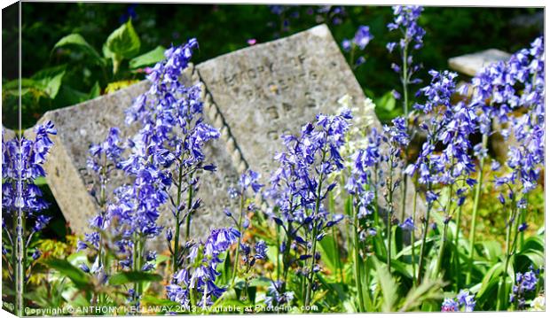 BLUEBELLS IN THE GRAVEYARD Canvas Print by Anthony Kellaway