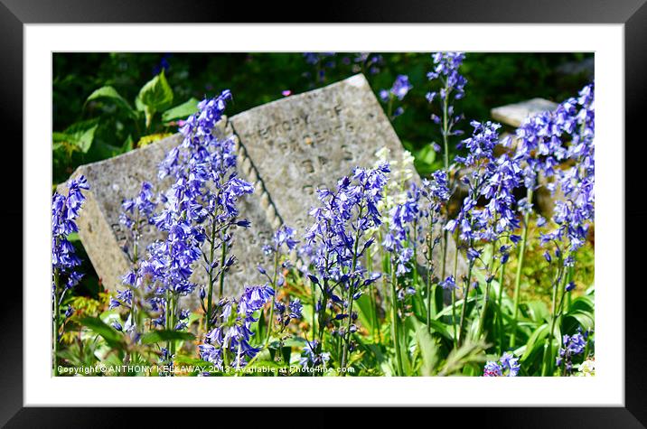 BLUEBELLS IN THE GRAVEYARD Framed Mounted Print by Anthony Kellaway