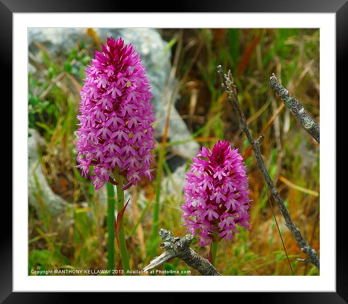PURPLE WILD ORCHIDS Framed Mounted Print by Anthony Kellaway