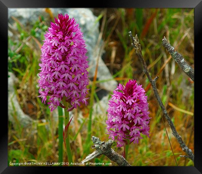 PURPLE WILD ORCHIDS Framed Print by Anthony Kellaway