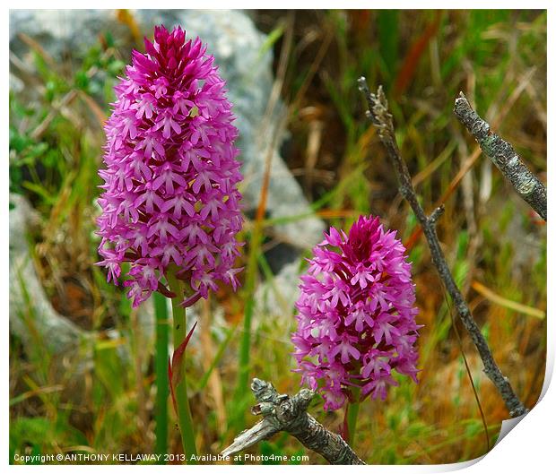 PURPLE WILD ORCHIDS Print by Anthony Kellaway