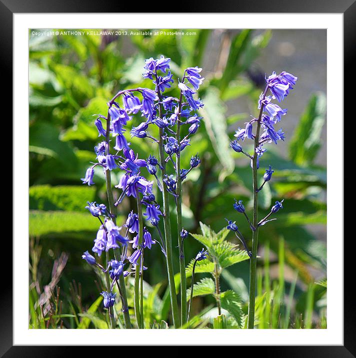 BLUEBELLS Framed Mounted Print by Anthony Kellaway