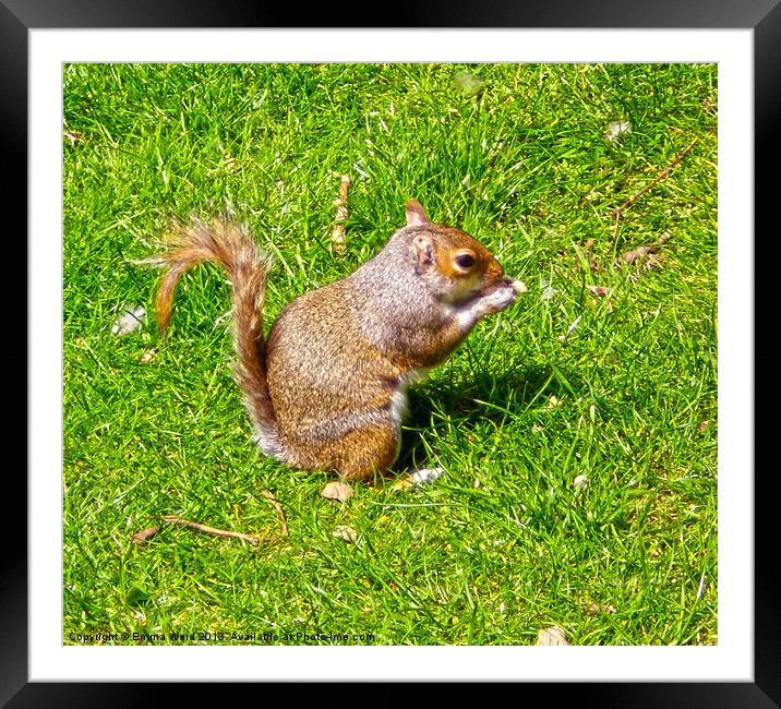 Baby Squirrel 1 Framed Mounted Print by Emma Ward