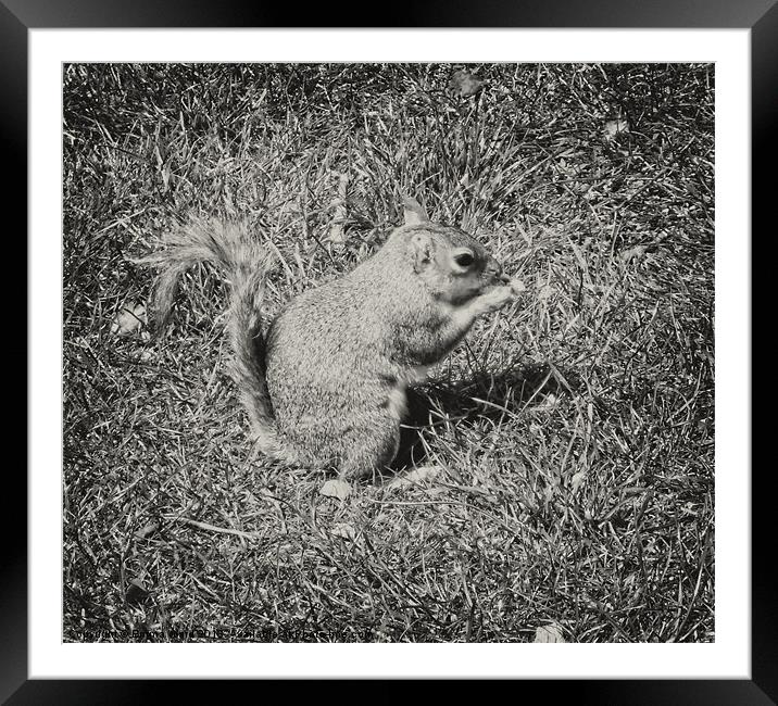 Baby Squirrel 2 Framed Mounted Print by Emma Ward