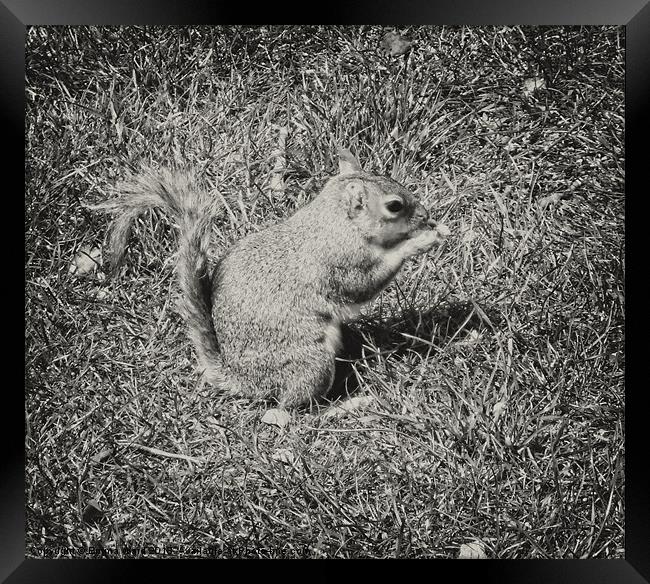 Baby Squirrel 2 Framed Print by Emma Ward