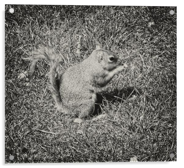Baby Squirrel 2 Acrylic by Emma Ward
