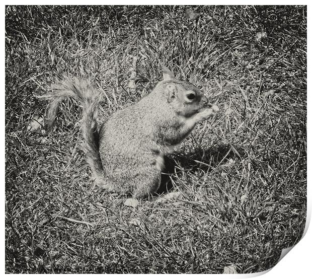 Baby Squirrel 2 Print by Emma Ward