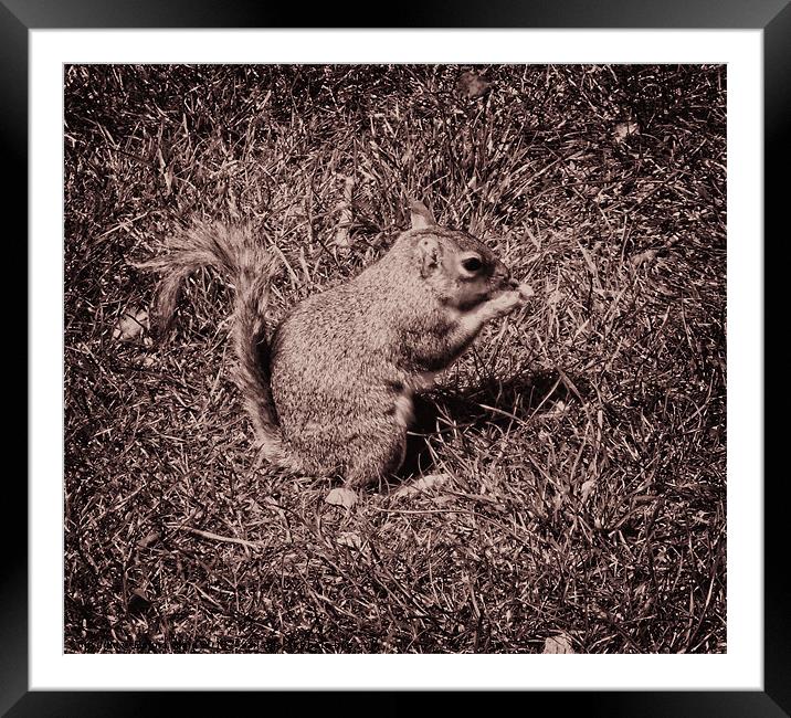 Baby Squirrel 3 Framed Mounted Print by Emma Ward