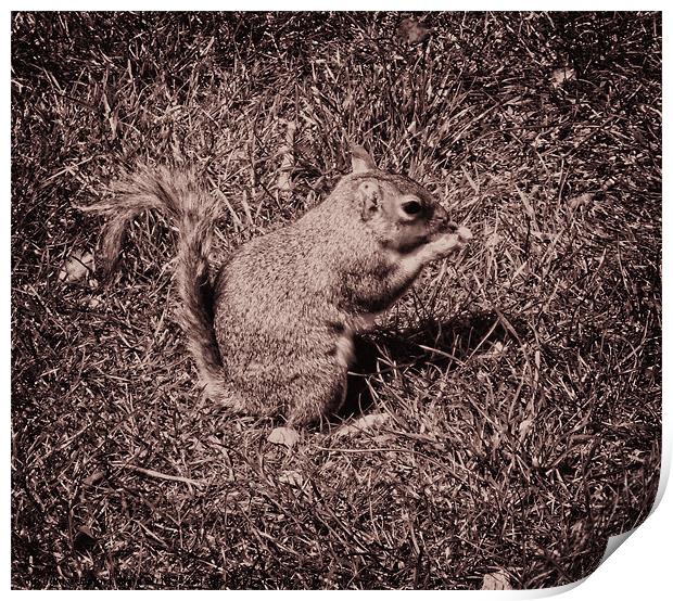 Baby Squirrel 3 Print by Emma Ward