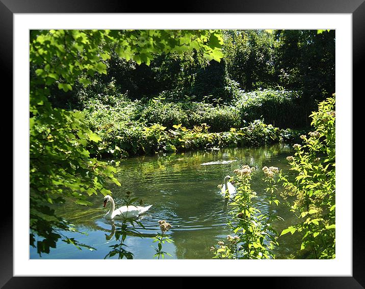Swans on the river Framed Mounted Print by Alan Pickersgill