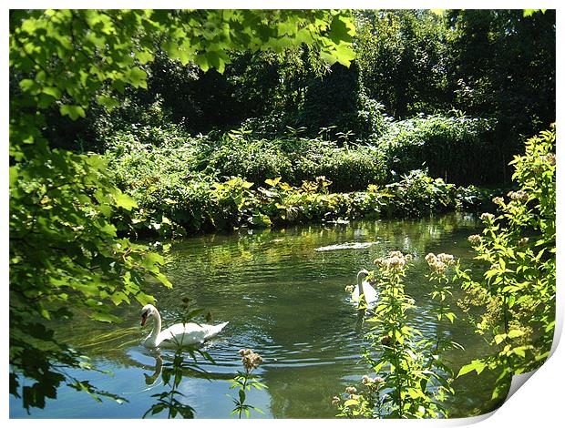 Swans on the river Print by Alan Pickersgill