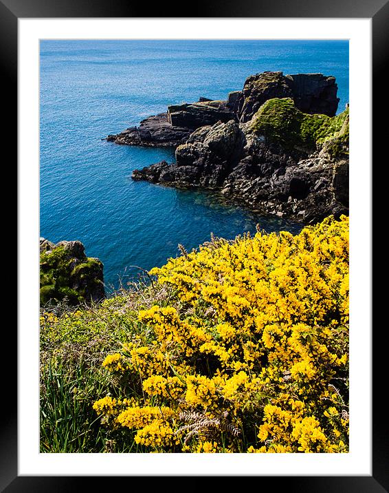 Gorse (Ulex), St Nons Bay, Pembrokeshire, Wales, U Framed Mounted Print by Mark Llewellyn
