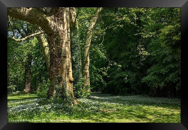 Ramsons Around an Ivy Covered Tree Framed Print by Ann Garrett