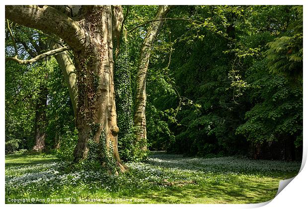 Ramsons Around an Ivy Covered Tree Print by Ann Garrett