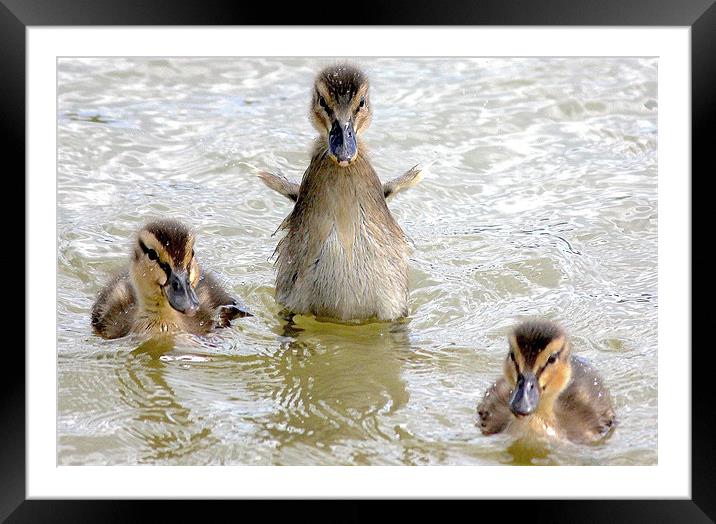 Ducklings Framed Mounted Print by Thanet Photos