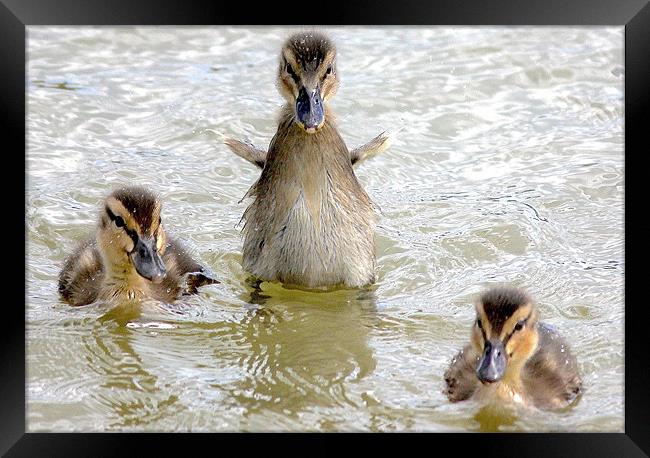 Ducklings Framed Print by Thanet Photos