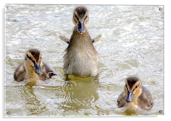 Ducklings Acrylic by Thanet Photos