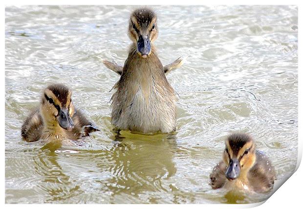 Ducklings Print by Thanet Photos