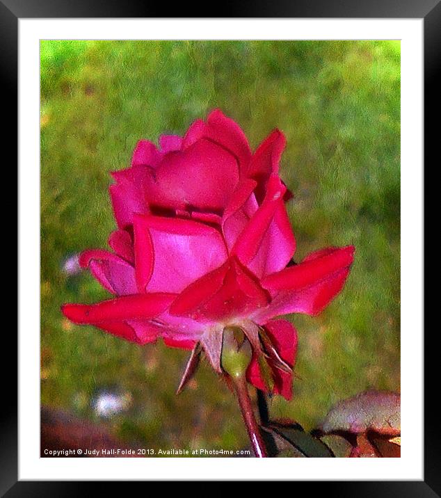Roses are Red Framed Mounted Print by Judy Hall-Folde