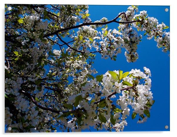 1141-flowers tree Acrylic by elvira ladocki