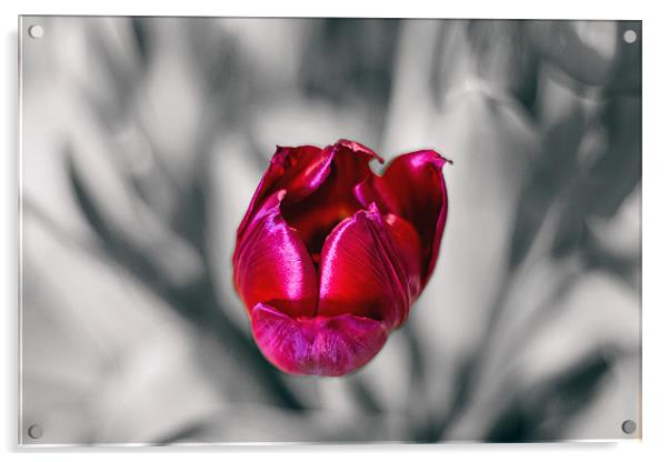 Tulip on mono background Acrylic by Thanet Photos