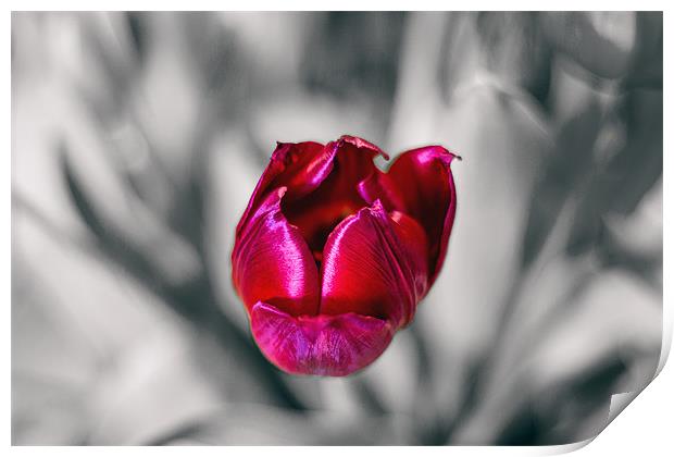 Tulip on mono background Print by Thanet Photos