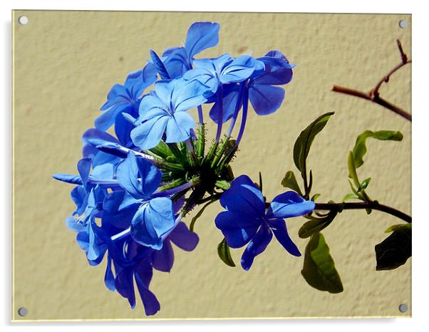 1554-blue plumbago Acrylic by elvira ladocki