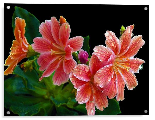 1556-beauty flowers Acrylic by elvira ladocki