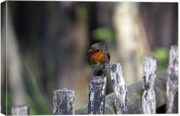 Another Robin Canvas Print by Thanet Photos