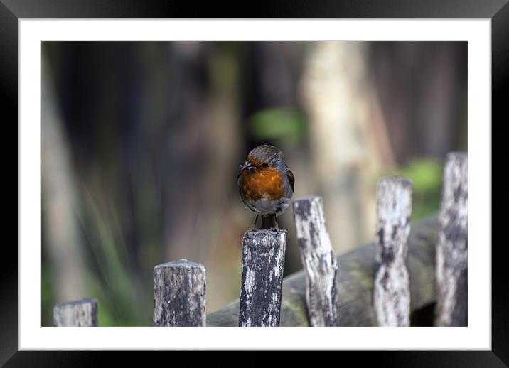 Another Robin Framed Mounted Print by Thanet Photos
