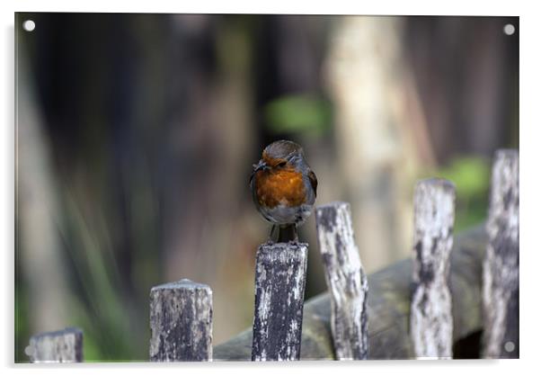 Another Robin Acrylic by Thanet Photos