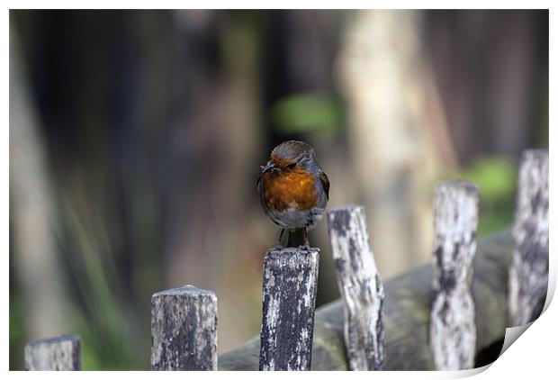 Another Robin Print by Thanet Photos