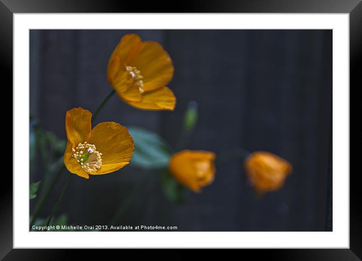Little Welsh Poppies Framed Mounted Print by Michelle Orai