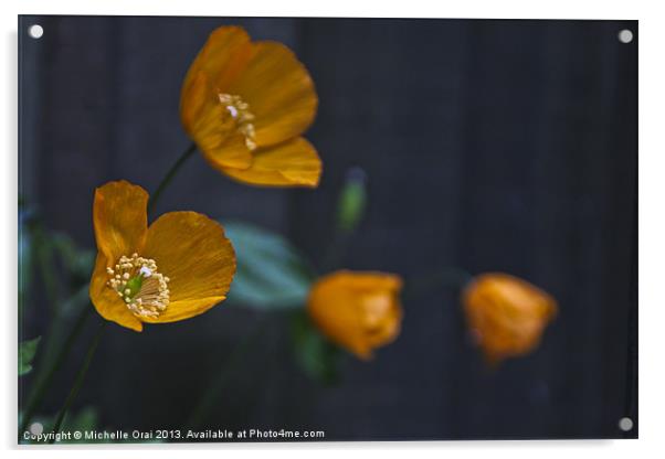 Little Welsh Poppies Acrylic by Michelle Orai