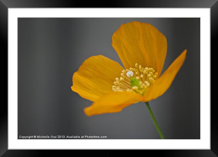 Solitary Poppy Framed Mounted Print by Michelle Orai