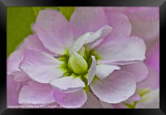 Scented Stock Framed Print by Michelle Orai