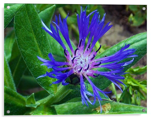 1578-blue weed Acrylic by elvira ladocki