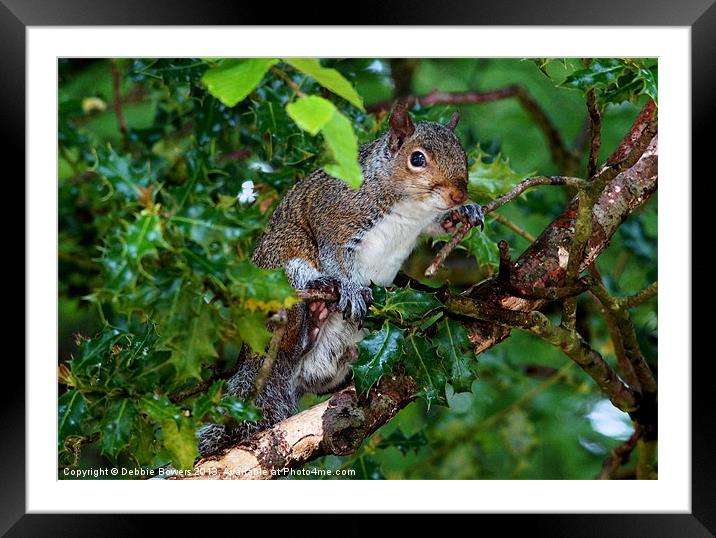 Squirrel Hiding Framed Mounted Print by Lady Debra Bowers L.R.P.S