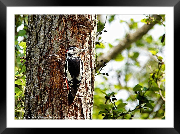 Great Spotted Woodpecker Framed Mounted Print by Lady Debra Bowers L.R.P.S