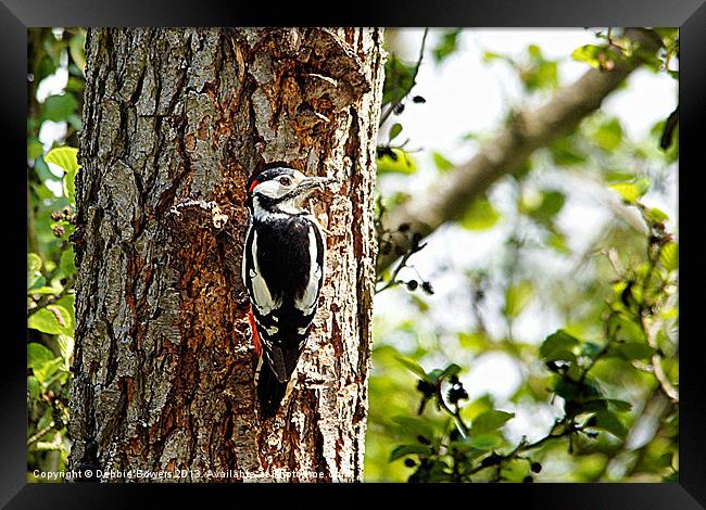Great Spotted Woodpecker Framed Print by Lady Debra Bowers L.R.P.S
