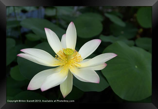 Lotus Flower Framed Print by Ann Garrett