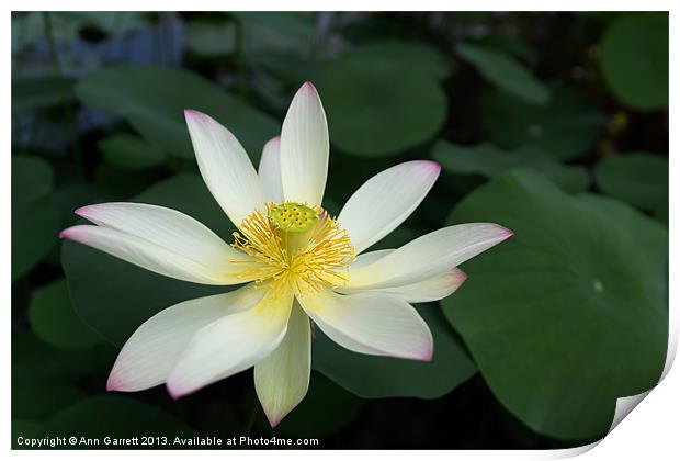 Lotus Flower Print by Ann Garrett