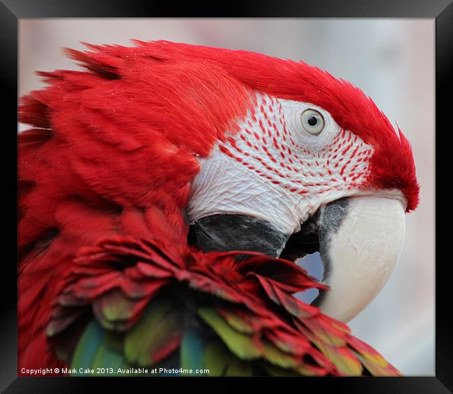 Greenwing macaw Framed Print by Mark Cake
