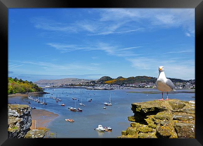 Seagull sea landscape Framed Print by Shaun Cope