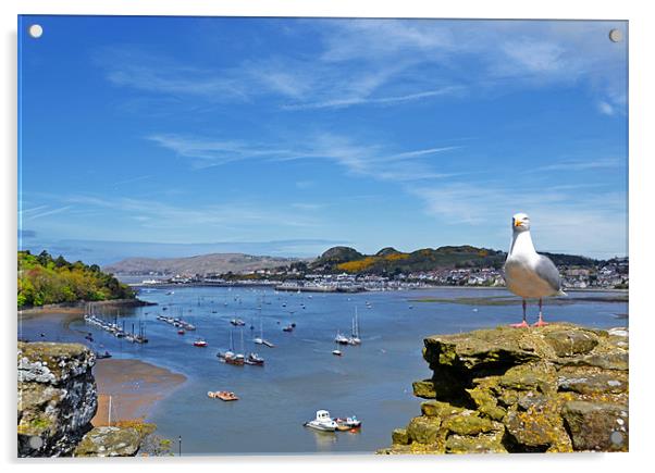 Seagull sea landscape Acrylic by Shaun Cope