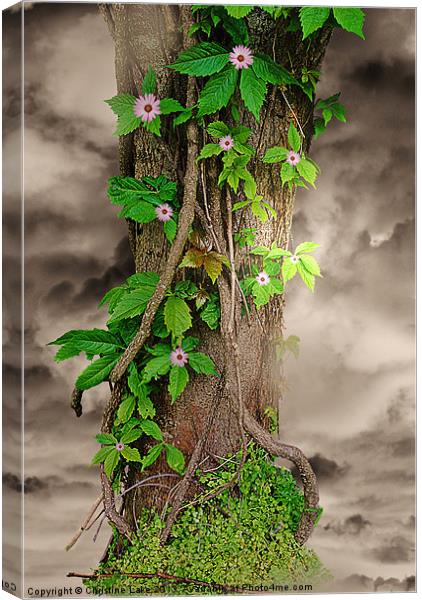 The Spring Tree Canvas Print by Christine Lake