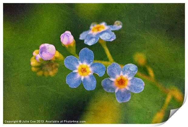 Forget Me Nots Print by Julie Coe
