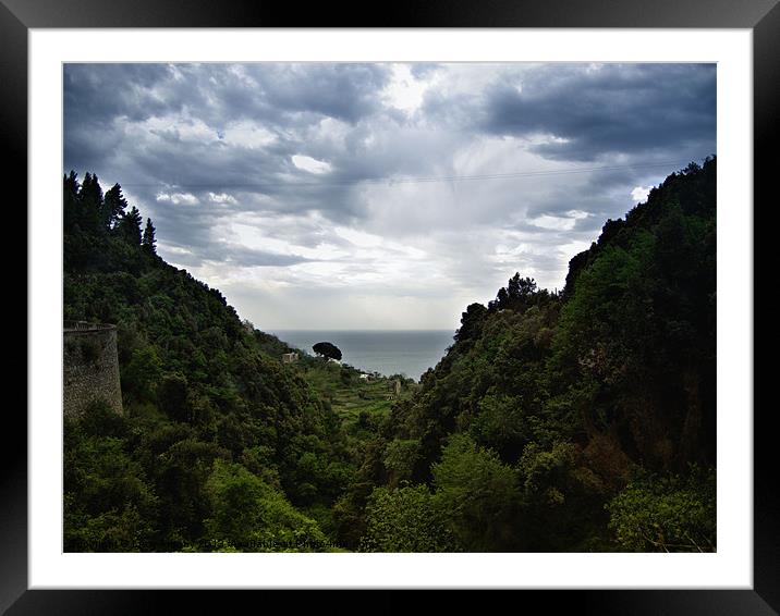 umbrella palm, Amalfi coast Framed Mounted Print by Lucy Antony