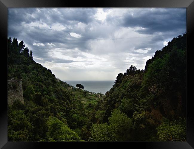 umbrella palm, Amalfi coast Framed Print by Lucy Antony