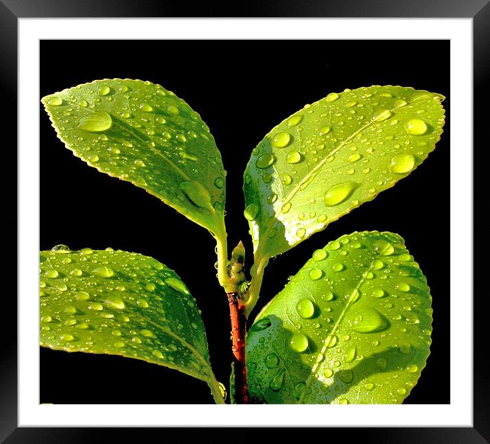 Waterdroplets No. 2 Framed Mounted Print by Alan Pickersgill